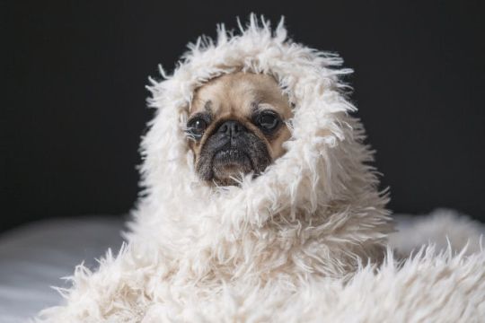 cute pug in blanket
