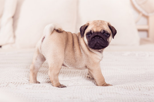 cute pug puppy