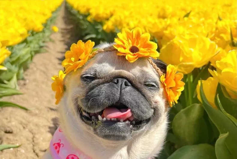cute pug with flower crown in a tulip field